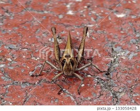 grasshopper stands on concrete, insect exhibits alert posture with vivid exoskeleton in harsh 133058428