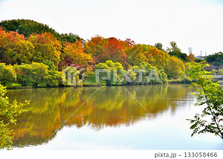 《愛知県》長久手市　杁ヶ池公園の紅葉した木々 133058466