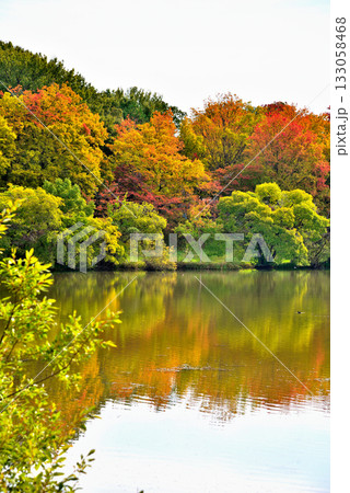 《愛知県》長久手市 杁ヶ池公園の紅葉した木々 《愛知県》長久手市 杁ヶ池公園の紅葉した木々 133058468