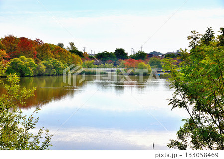 《愛知県》長久手市　杁ヶ池公園の紅葉した木々 133058469