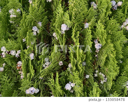 spring garden serenity, vivid scene capturing lush greenery and blooming petal fragments in soft 133058478