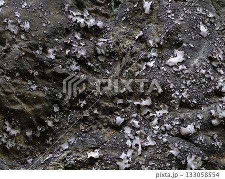 weathered stone displaying salt deposits, maritime sample showing erosion patterns and surface 133058554