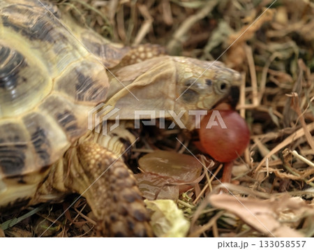 young turtle with tasty snack, small turtle delights in juicy grape surrounded by hay and warm 133058557