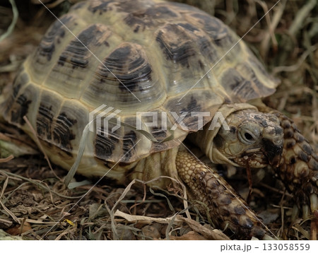 tortoise journeys through natural debris, slowmoving reptile traverses earth with unwavering resolve tortoise journeys through natural debris, slowmoving reptile traverses earth with unwavering resolve 133058559