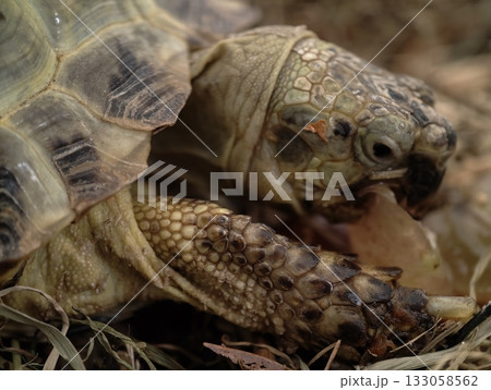 artistic tortoise detail, intimate closeup of tortoise with textured shell under atmospheric artistic tortoise detail, intimate closeup of tortoise with textured shell under atmospheric 133058562