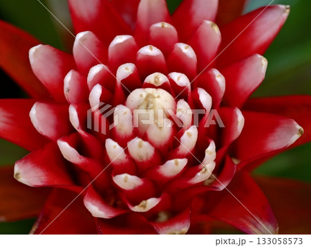bright red flower, colorful tropical floral arrangement, lively crimson blossom with shiny layered 133058573