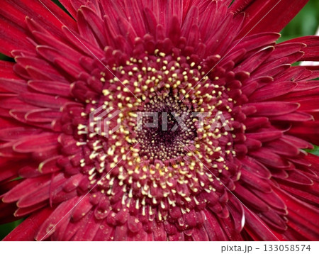 bright floral celebration, lively red gerbera daisy emphasizing vibrant summer energy bright floral celebration, lively red gerbera daisy emphasizing vibrant summer energy 133058574