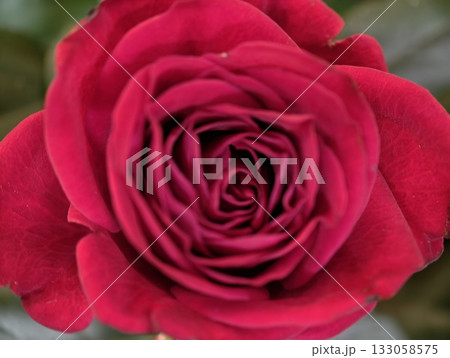 passionate floral symbolism, vivid scarlet rose with luxurious petals symbolizes deep affection passionate floral symbolism, vivid scarlet rose with luxurious petals symbolizes deep affection 133058575