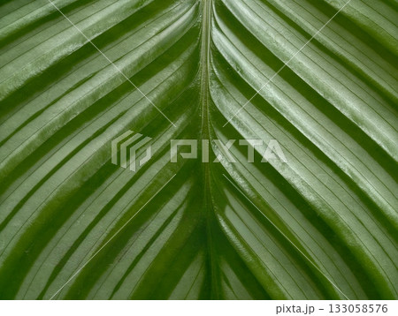 glossy verdant foliage emphasizing bold vein architecture and textured surface for design 133058576