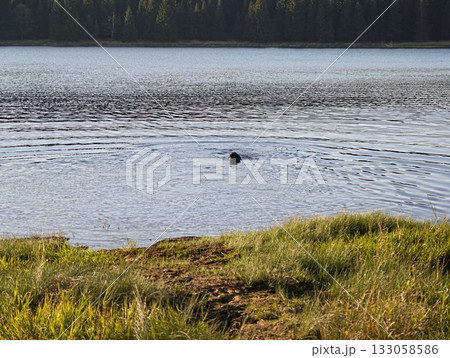 dog navigates lake with playful vigor, canine swims through rippling lake toward grassy shoreline 133058586