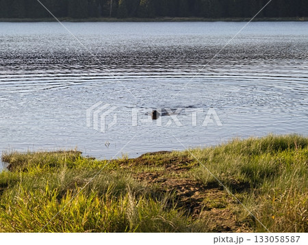 calm canine traverses still waters, solitary canine moves across tranquil lake with distant pine 133058587