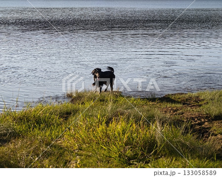 dog by lake, canine surveys peaceful shoreline, alert dog observes water and horizon scene 133058589