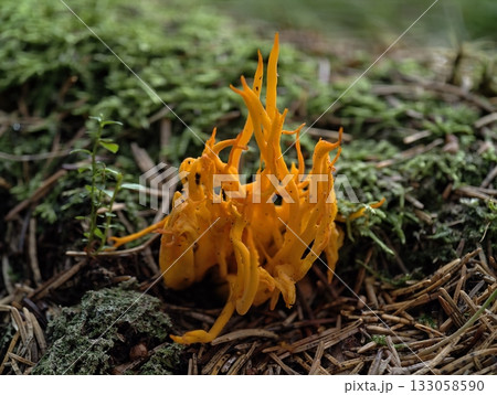 lively coral fungi on moist ground, vivid orange fungus with intricate branches in woodland setting 133058590