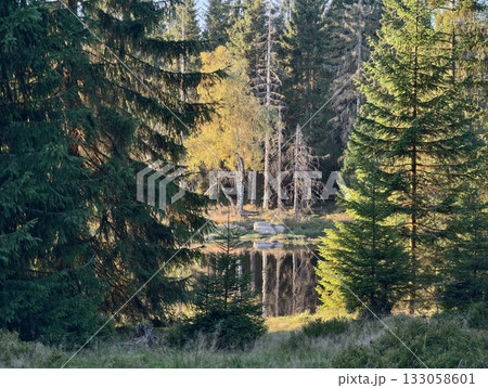 tranquil forest view with reflections, calm woodland enclave featuring reflective water and lush 133058601