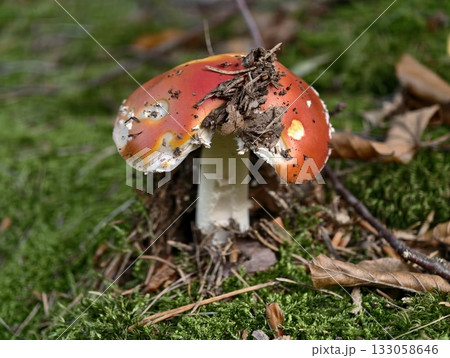 red toadstool decorated with moss, scarlet fly agaric surrounded by woodland moss and debris 133058646