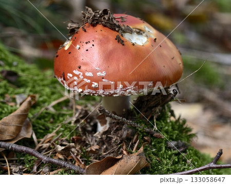 shiny orange amanita growing on moist moss, colorful amanita mushroom with white specks atop damp shiny orange amanita growing on moist moss, colorful amanita mushroom with white specks atop damp 133058647