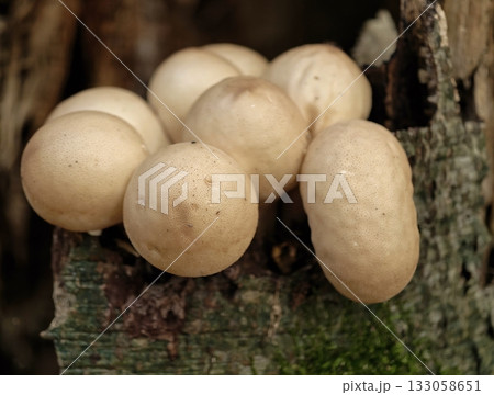analysis of pale cream puffball formations, investigation of small smooth fungi on decaying wood 133058651