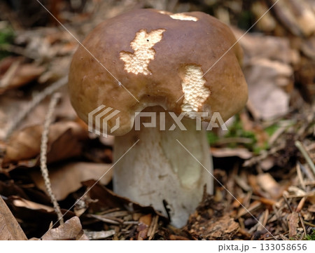 closeup of mushroom cap details, educational image showcasing closeup of porcini mushroom features closeup of mushroom cap details, educational image showcasing closeup of porcini mushroom features 133058656