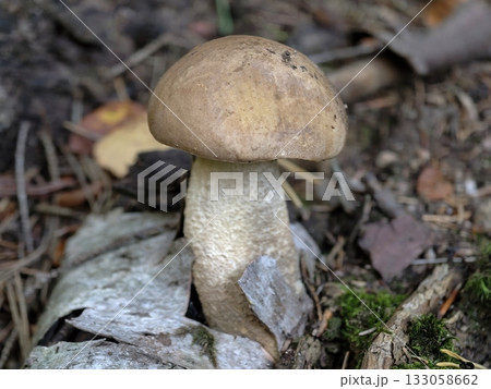 delicate immature mushroom sprout on mosscovered ground capturing growth characteristics 133058662