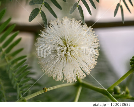 calm botanical setting with delicate features, peaceful image of blossoms on lush green branches 133058685
