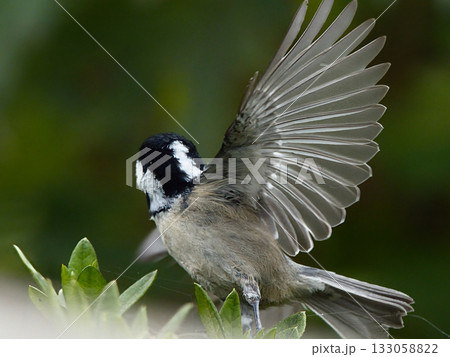 飛び立つヒガラ 133058822