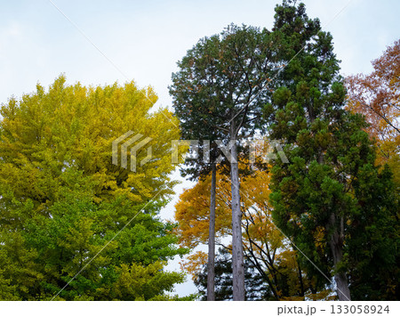 色とりどりの紅葉が鮮やかに広がる美しい秋の木々の風景 色とりどりの紅葉が鮮やかに広がる美しい秋の木々の風景 133058924