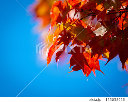 赤く染まる紅葉ともみじが揺れる晴天の青空と木漏れ日の美しい風景 133058926