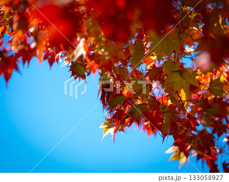 秋の日差しに照らされる真紅のもみじと青空が広がる鮮やかな紅葉の情景 133058927