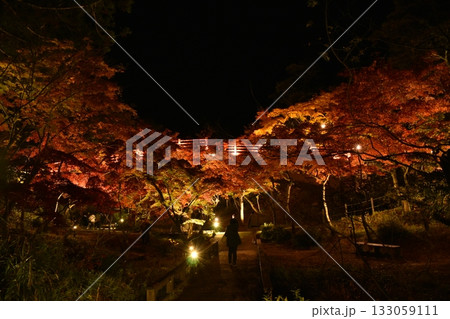 弥彦公園もみじ谷2025 133059111