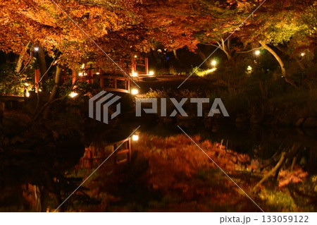 弥彦公園もみじ谷2025 弥彦公園もみじ谷2025 133059122