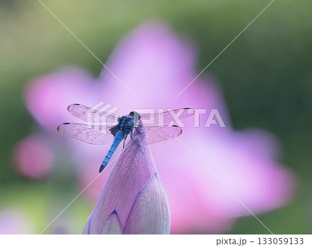 蓮の蕾にとまるコフキトンボ 133059133