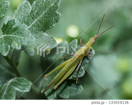 草に止まるバッタ 133059136