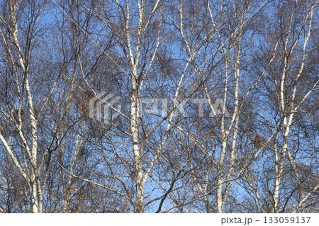 青空と白樺林　樹皮　しらかば　シラカバ林　白樺の木　細目 133059137