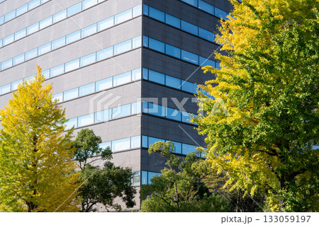 官庁街の高層ビルと紅葉する街路樹 官庁街の高層ビルと紅葉する街路樹 133059197