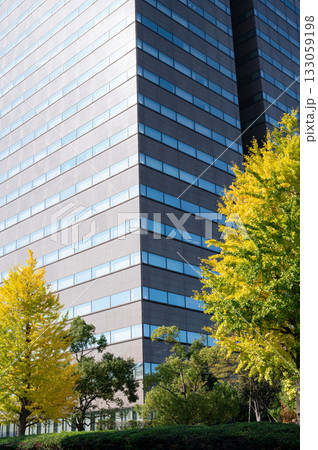 官庁街の高層ビルと紅葉する街路樹 133059198