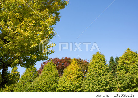 紅葉する街路樹 紅葉する街路樹 133059218