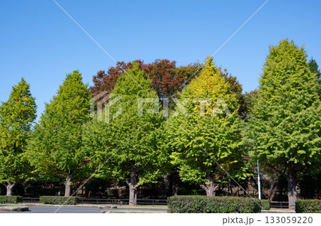 紅葉する街路樹 133059220