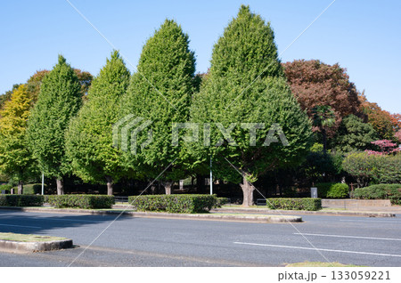 紅葉する街路樹 133059221