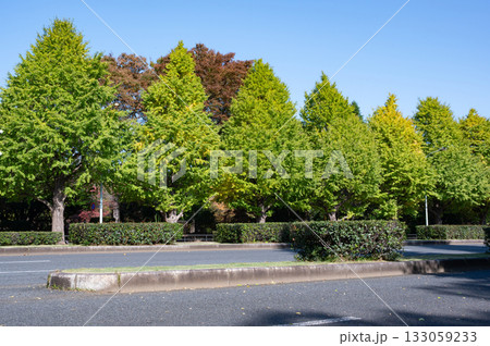 紅葉する街路樹の風景 133059233