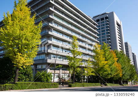 官庁街の高層ビルと紅葉する街路樹の風景 133059240