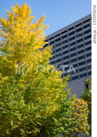 官庁街の高層ビルと紅葉する街路樹の風景 官庁街の高層ビルと紅葉する街路樹の風景 133059242