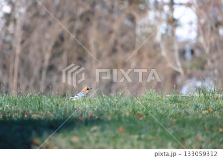晩秋のミヤマカケス 北海道の野鳥 晩秋のミヤマカケス 北海道の野鳥 133059312