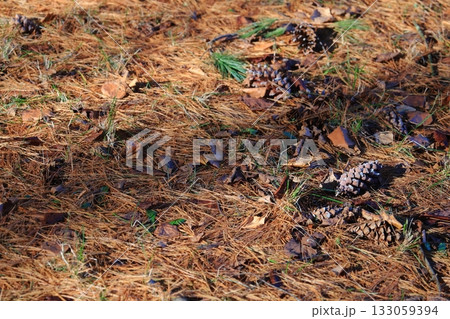 晩秋のイメージ カラマツの落ち葉と地面に落ちた松ぼっくり 晩秋のイメージ カラマツの落ち葉と地面に落ちた松ぼっくり 133059394