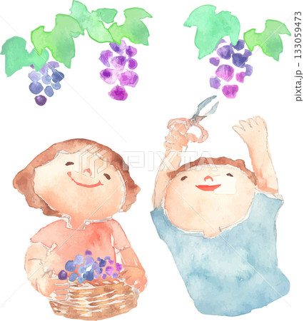 ブドウ狩りをする子どものイラスト 133059473