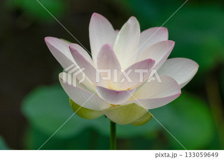 世界で一番美しいお花..ハス 133059649