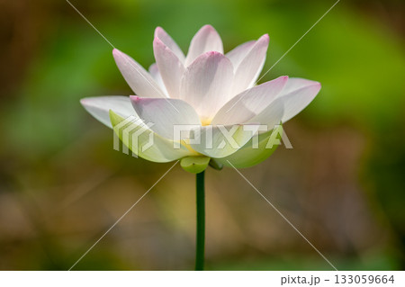 世界で一番美しいお花..ハス 世界で一番美しいお花..ハス 133059664