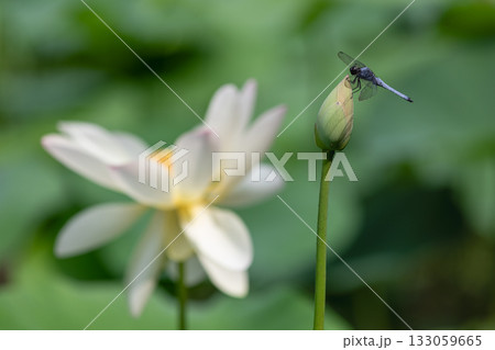 世界で一番美しいお花..ハス 世界で一番美しいお花..ハス 133059665