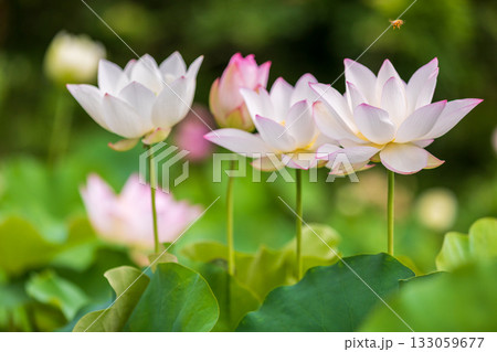 世界で一番美しいお花..ハス 133059677