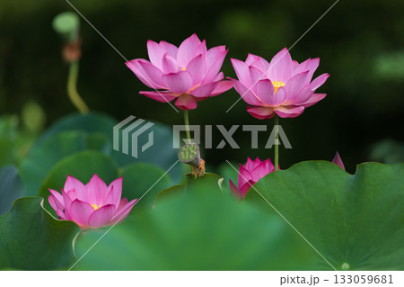 世界で一番美しいお花..ハス 133059681