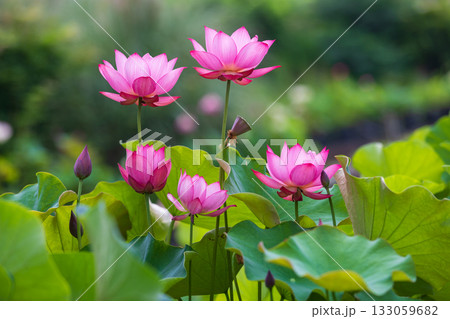 世界で一番美しいお花..ハス 133059682